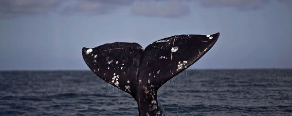 12 cachalots s'échouent sur des plages en Allemagne et aux Pays-Bas - Sputnik Afrique