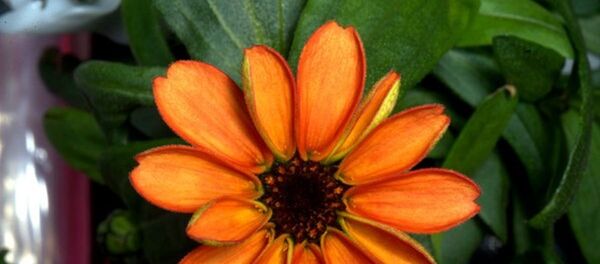 La première fleur spatiale a embelli la Station spatiale internationale La première fleur spatiale a embelli la Station spatiale internationale - Sputnik Afrique