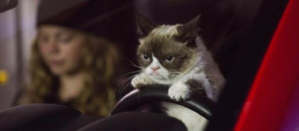 Grumpy Cat - Sputnik Afrique