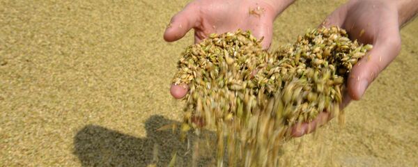 blé - Sputnik Afrique