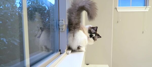 Le chat fan de Michael Jackson - Sputnik Afrique