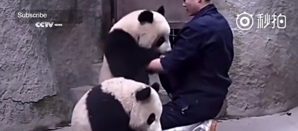 Les pandas sont contre les médicaments - Sputnik Afrique