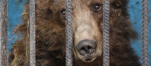 Ours du zoo de Gumri - Sputnik Afrique