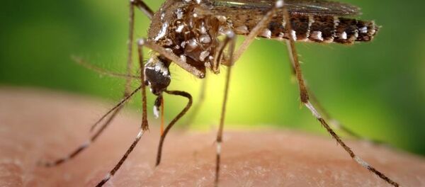 moustique - Sputnik Afrique