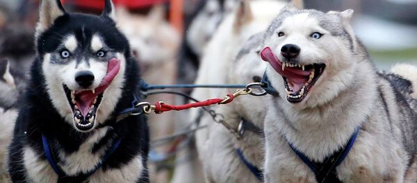 Les toutous dépressifs coûtent cher aux Américains - Sputnik Afrique