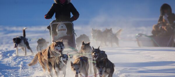 Les huskies - Sputnik Afrique