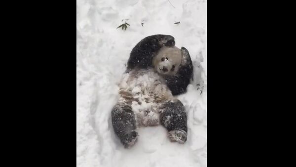 Le panda qui s'amuse dans la neige - Sputnik Afrique