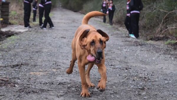 Une chienne court un semi-marathon - Sputnik Afrique