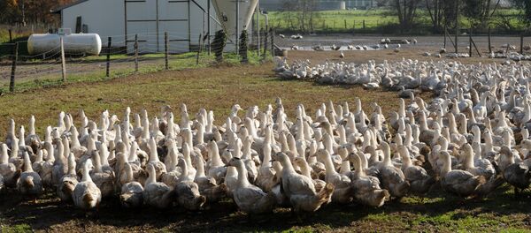 Ferme - Sputnik Afrique