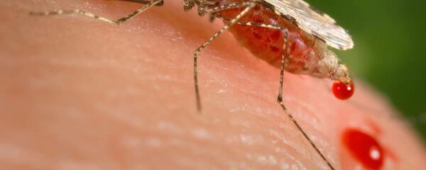 This photo provided by the Centers for Disease Control and Prevention (CDC ) shows a feeding female Anopheles stephensi mosquito - Sputnik Afrique