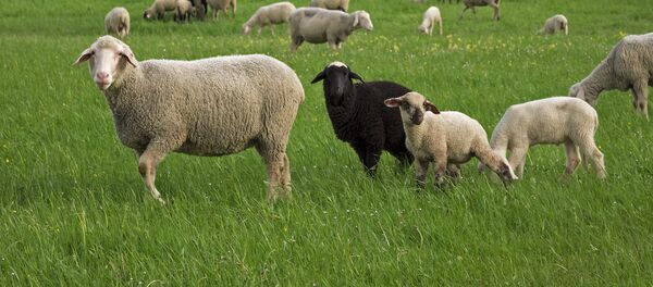 moutons moutons - Sputnik Afrique