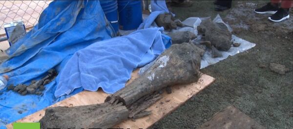 Des restes de mammouth découverts aux Etats-Unis - Sputnik Afrique