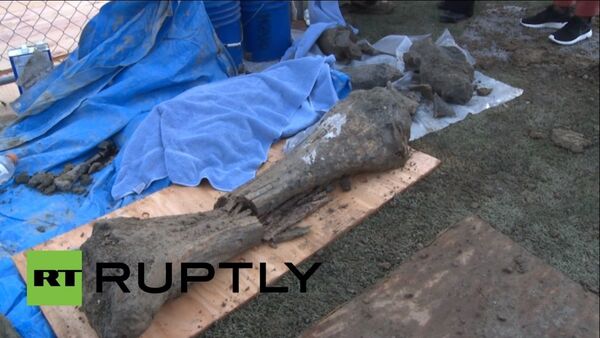 Des restes de mammouth découverts aux Etats-Unis - Sputnik Afrique