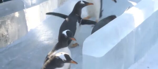 Des manchots frissonnent sur la glace - Sputnik Afrique