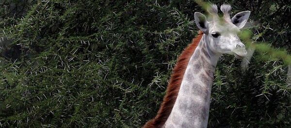 Une girafe blanche - Sputnik Afrique
