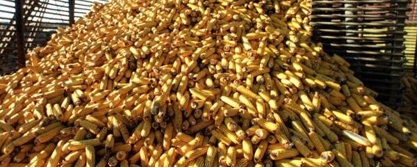 Des épis de maïs - Sputnik Afrique