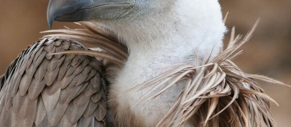 Le Vautour fauve - Sputnik Afrique