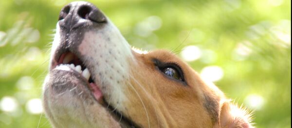 Beagle - Sputnik Afrique