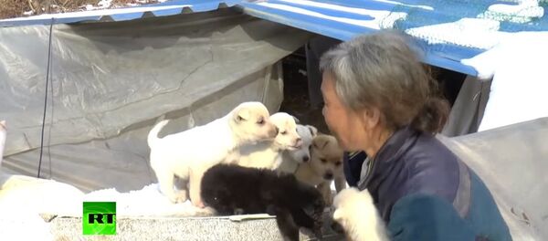 Une Sud-Coréenne sauve 200 chiens de l’abattoir Une Sud-Coréenne sauve 200 chiens de l’abattoir - Sputnik Afrique