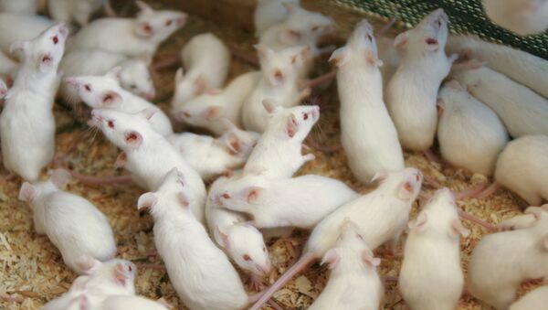 Les souris n’aiment pas le fromage! Des scientifiques mettent fin aux mythes - Sputnik Afrique
