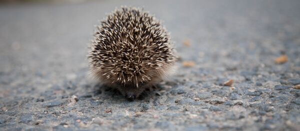 hérisson - Sputnik Afrique