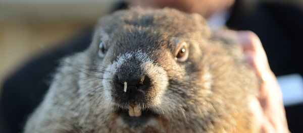 Phil la marmotte - Sputnik Afrique