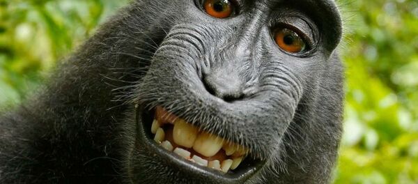 Les ancêtres des singes voyageaient-ils en radeau? - Sputnik Afrique