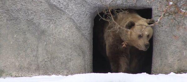 Les ours bruns se réveillent à Helsinki - Sputnik Afrique