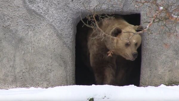 Les ours bruns se réveillent à Helsinki - Sputnik Afrique