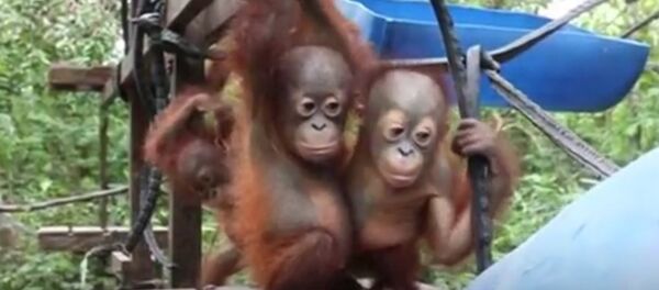 L’école de la jungle pour les orangs-outans - Sputnik Afrique