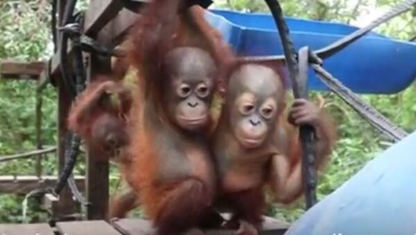 L’école de la jungle pour les orangs-outans - Sputnik Afrique