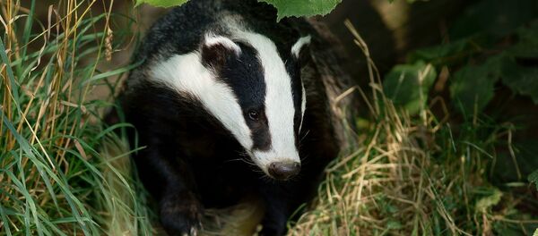 Le blaireau - Sputnik Afrique