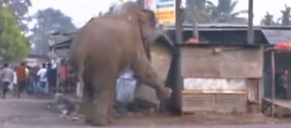 L’éléphant destructeur L’éléphant destructeur - Sputnik Afrique