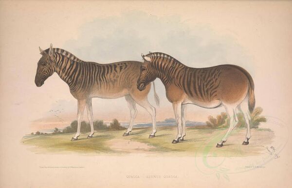 quagga - Sputnik Afrique