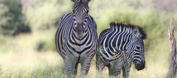 quagga - Sputnik Afrique
