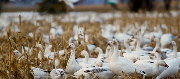 Des oies - Sputnik Afrique