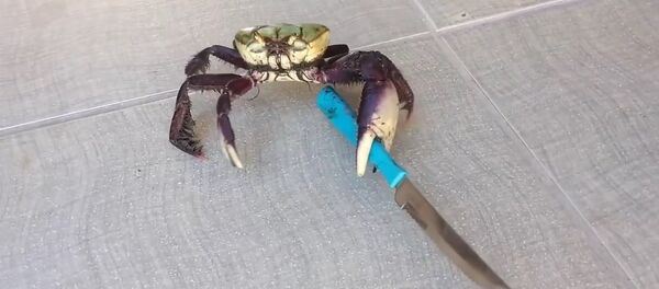 Le “crabe Hitler” est le nouveau héro d’Internet - Sputnik Afrique