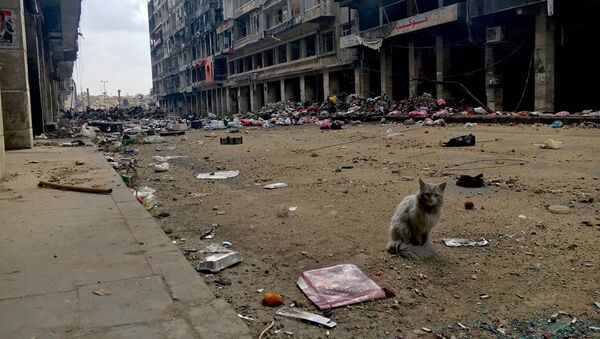 Кошка на одной из улиц Старого города в Алеппо - Sputnik Afrique