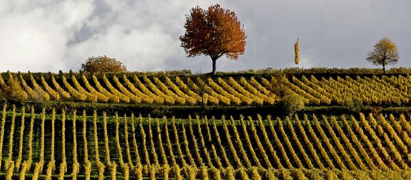 Des vignes - Sputnik Afrique