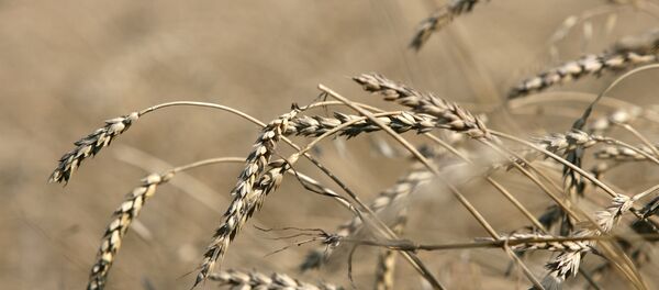 Cultures céréalières - Sputnik Afrique