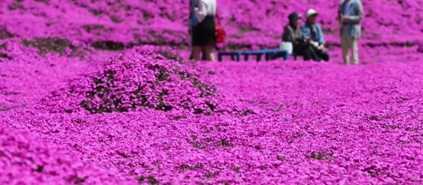 Fleurs - Sputnik Afrique