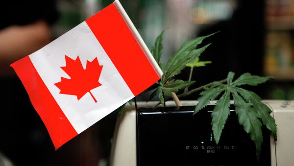 La marijuana pourrait être légalisée au Canada d’ici juillet 2018 - Sputnik Afrique