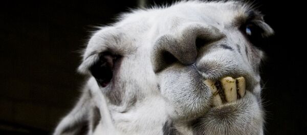 Smile - Sputnik Afrique