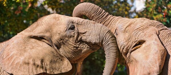 des éléphants - Sputnik Afrique