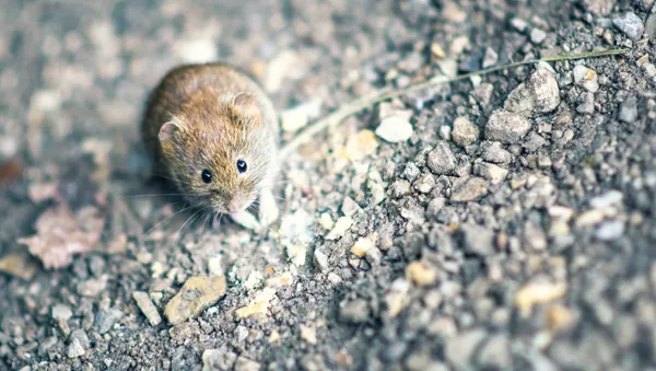 Souris - Sputnik Afrique