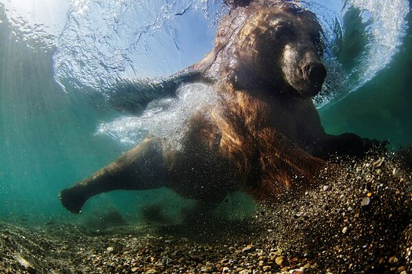 Les plus belle photos sous-marines du concours Underwater Photographer of the Year - Sputnik Afrique