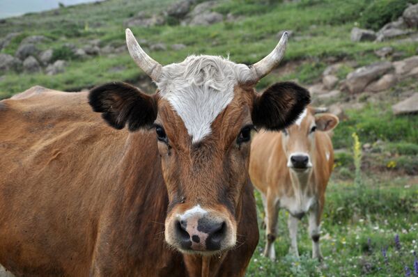 Une vache - Sputnik Afrique