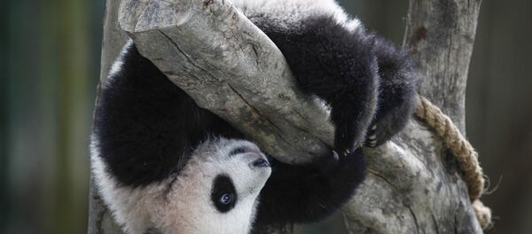 Un panda - Sputnik Afrique