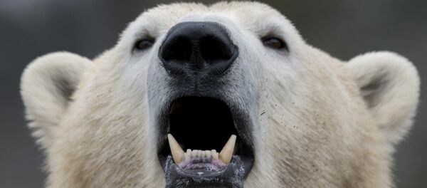un ours polaire - Sputnik Afrique
