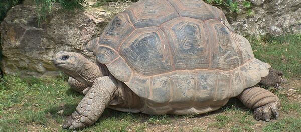 Une Tortue géante des Seychelles au ZooParc de Beauval en France - Sputnik Afrique